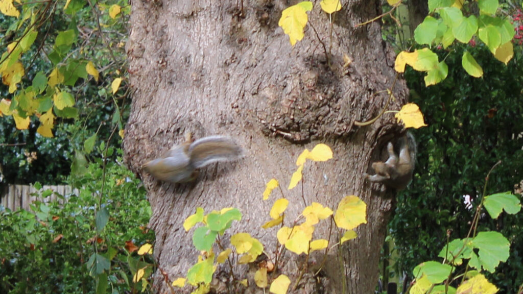 Why I'm Learning Photography In The Age Of Gen AI - photo of squirrels