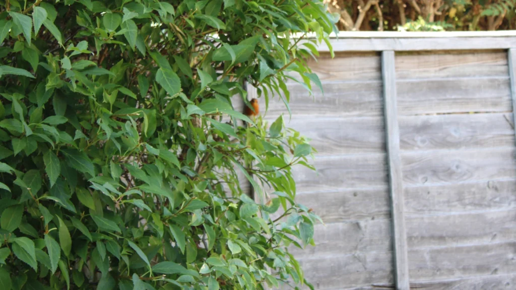 A bad photo of a friendly robin on a branch in the garden